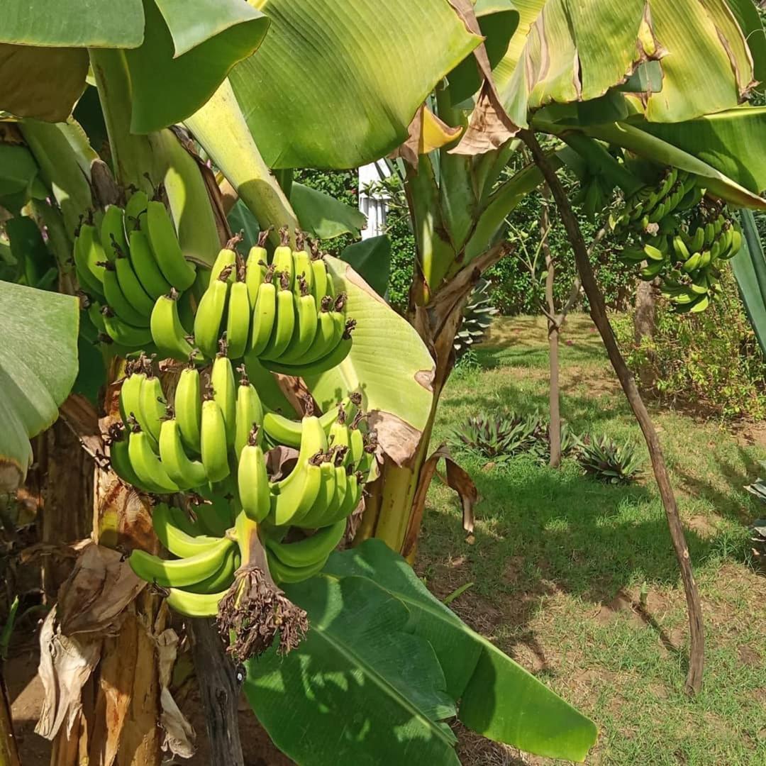 فندق Jardin D'Afrique سالي بوخْتيودال الغرفة الصورة